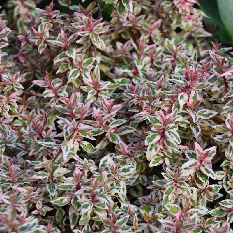 Abelia Pink Lady® 'KEYLAD', Abélia à grandes fleurs à fleurs Blanche - feuillage Persistant - Pot de 4L - 40/60 cm-  hauteur à maturité De 0,50 m à 1, - Image 1