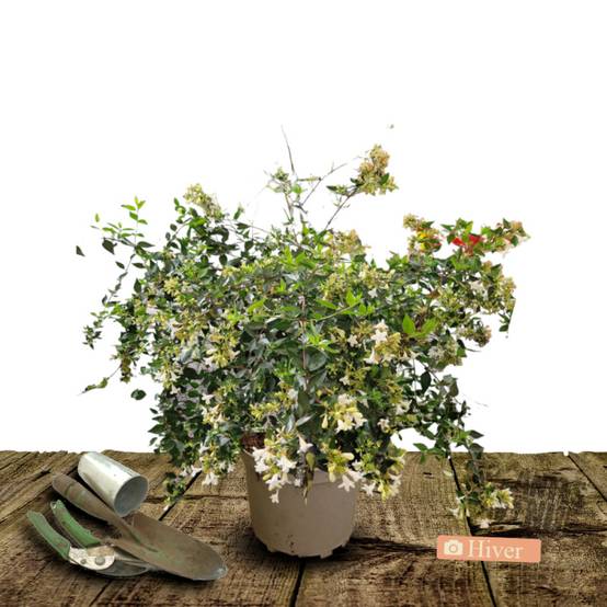 Abelia Pink Lady® 'KEYLAD', Abélia à grandes fleurs à fleurs Blanche - feuillage Persistant - Pot de 4L - 40/60 cm- hauteur à maturité De 0,50 m à 1, - Image 5