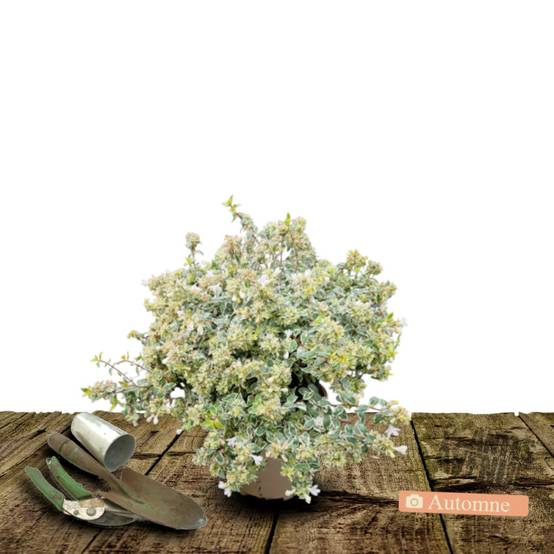 Abelia Pink Lady® 'KEYLAD', Abélia à grandes fleurs à fleurs Blanche - feuillage Persistant - Pot de 4L - 40/60 cm- hauteur à maturité De 0,50 m à 1, - Image 2
