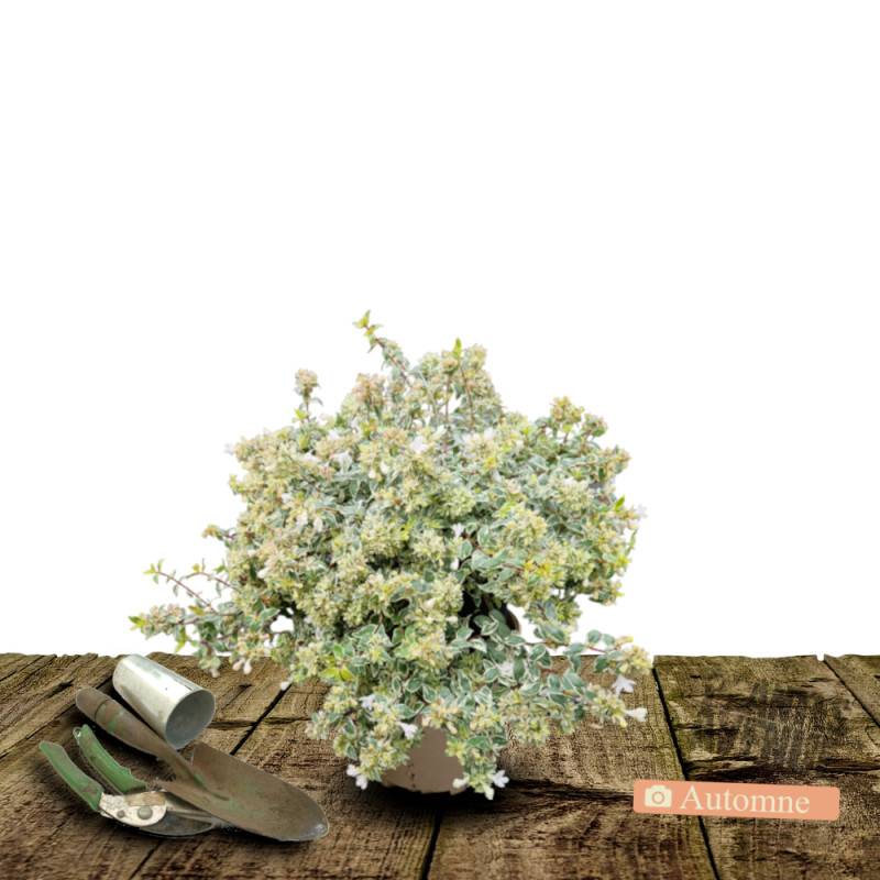 Abelia Pink Lady® 'KEYLAD', Abélia à grandes fleurs à fleurs Blanche - feuillage Persistant - Pot de 4L - 40/60 cm-  hauteur à maturité De 0,50 m à 1, - Image 2