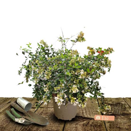 Abelia Pink Lady® 'KEYLAD', Abélia à grandes fleurs à fleurs Blanche - feuillage Persistant - Pot de 4L - 40/60 cm- hauteur à maturité De 0,50 m à 1, - Image 4