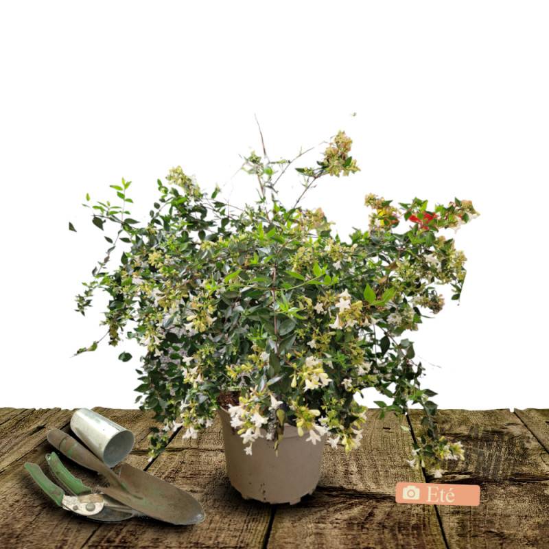 Abelia Pink Lady® 'KEYLAD', Abélia à grandes fleurs à fleurs Blanche - feuillage Persistant - Pot de 4L - 40/60 cm-  hauteur à maturité De 0,50 m à 1, - Image 4