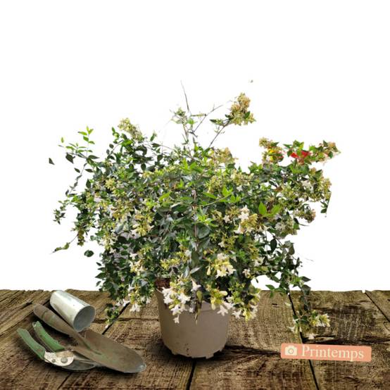 Abelia Pink Lady® 'KEYLAD', Abélia à grandes fleurs à fleurs Blanche - feuillage Persistant - Pot de 4L - 40/60 cm- hauteur à maturité De 0,50 m à 1, - Image 6