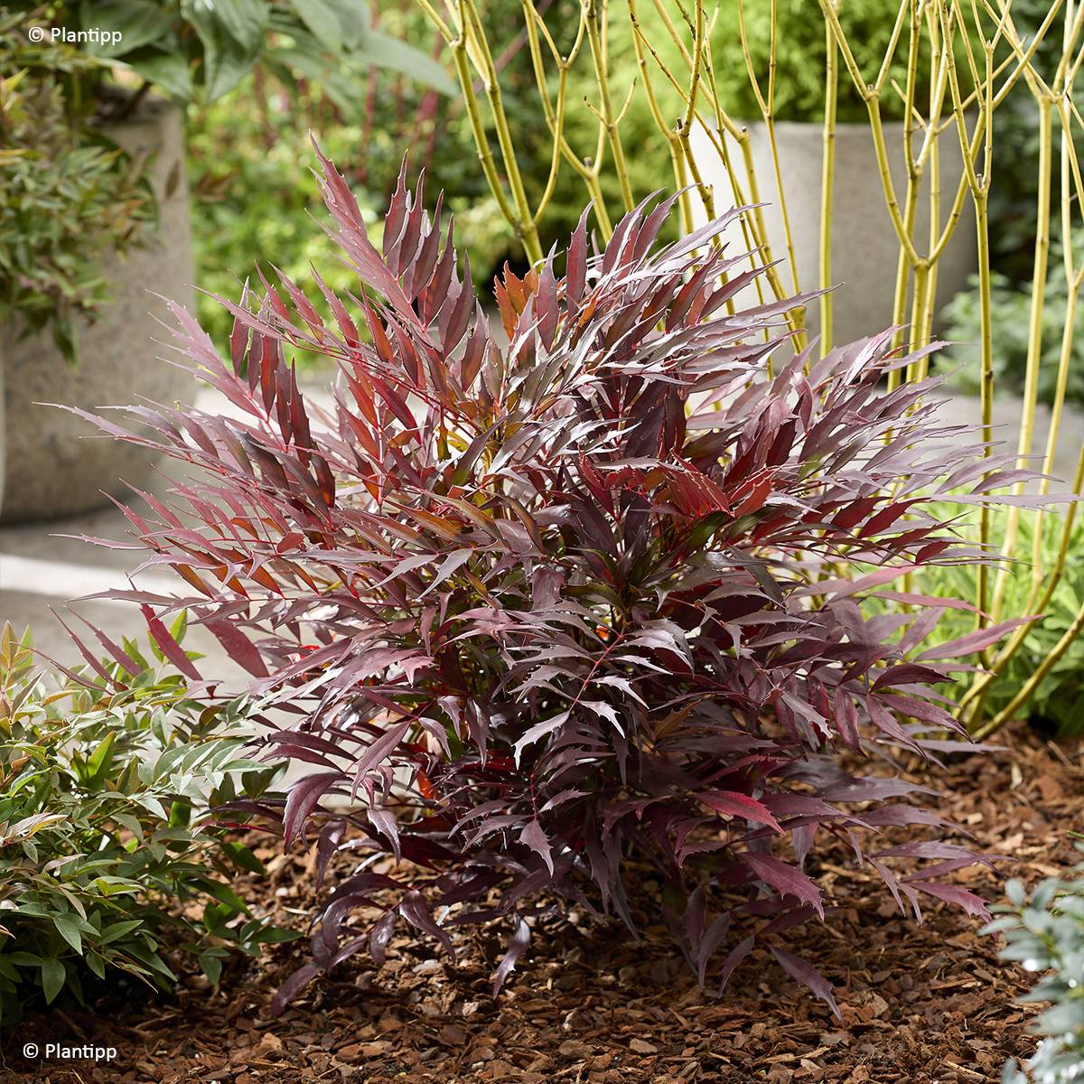 Promesse de Fleurs - Mahonia Meteor Pot de 3L/4L