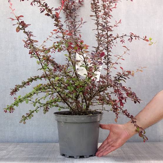 Berberis ottawensis Auricoma - Epine-vinette. Pot de 7,5L/10L - Image 2