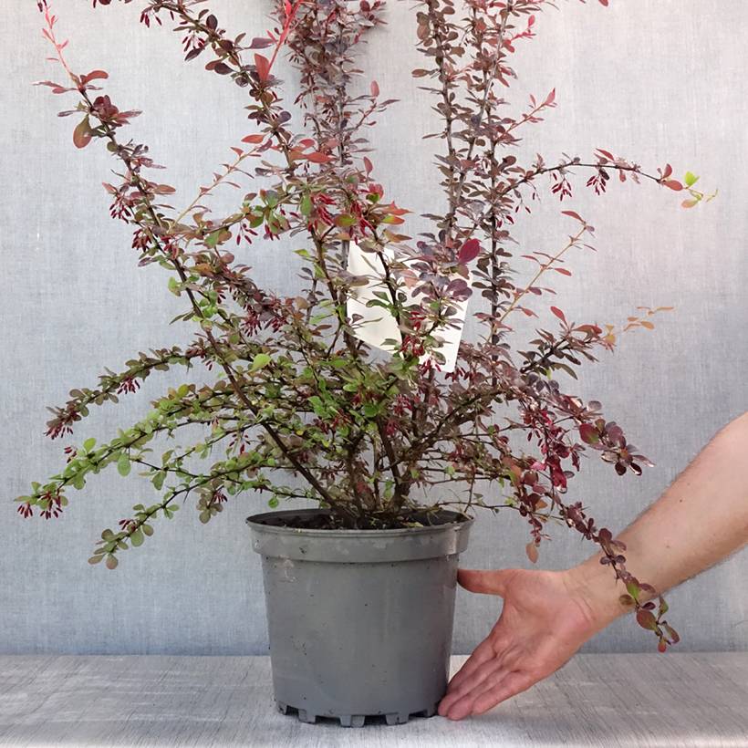Berberis ottawensis Auricoma - Epine-vinette. Pot de 7,5L/10L - Image 2
