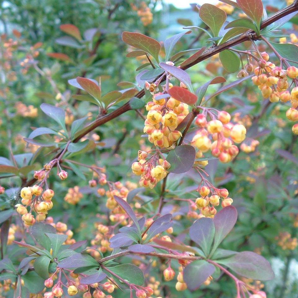 Berberis ottawensis Auricoma - Epine-vinette. Pot de 7,5L/10L - Image 1