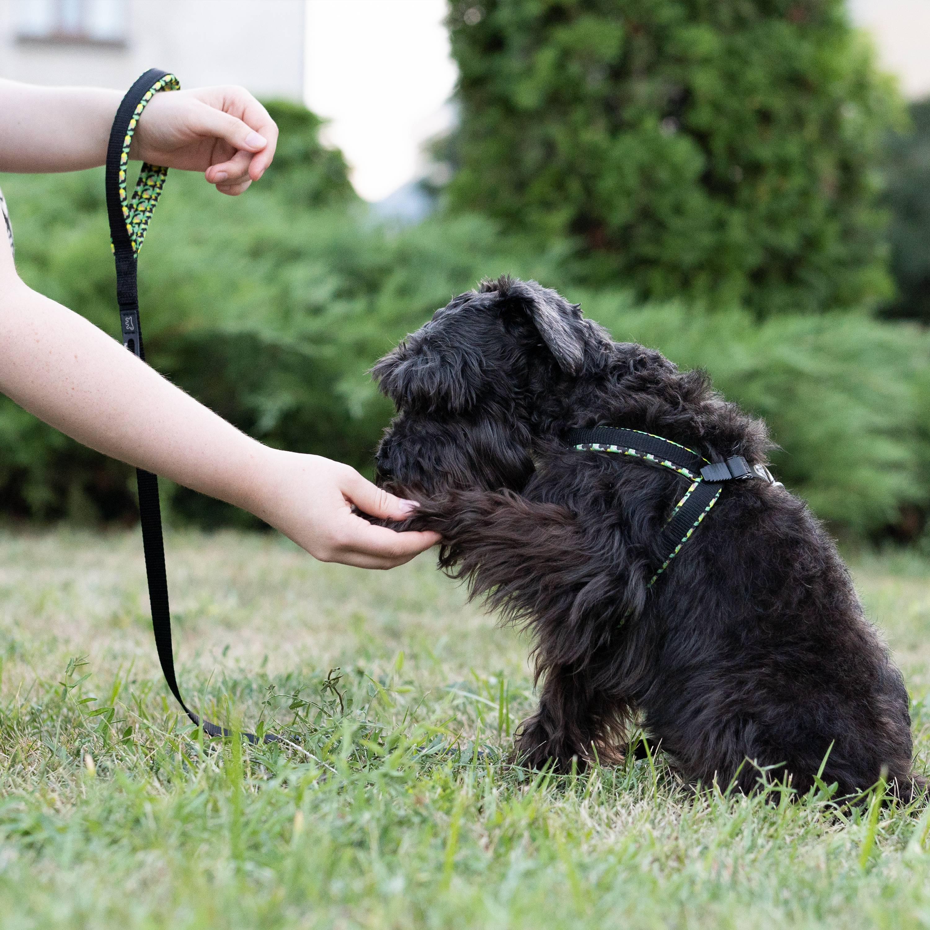 Ferplast - Ferplast laisse pour chien DAYTONA FANTASY, Laisse en nylon pour chien de taille moyenne, 120 cm, avec poignée rembourrée confortable et mousqueton en - Imagen 3