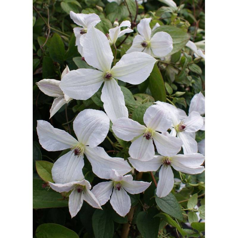 Clématite viticella Forever Friend® 'Zofofri' à fleurs Blanche - feuillage Caduc - Godet - 5/20 cm-  hauteur à maturité De 2,50 m à 3,00 m - Imagen 5