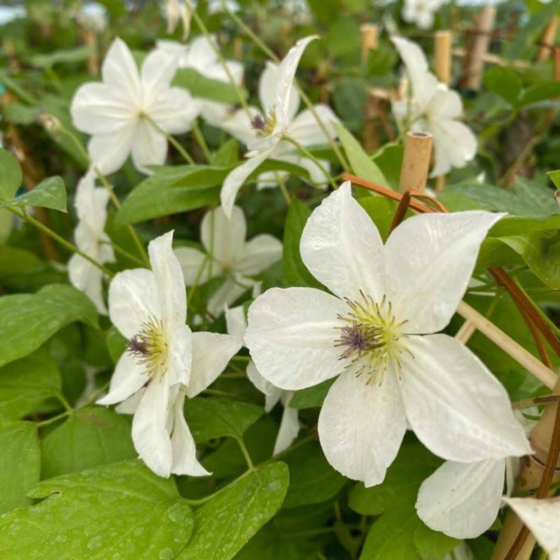 Clématite viticella Forever Friend® 'Zofofri' à fleurs Blanche - feuillage Caduc - Godet - 5/20 cm-  hauteur à maturité De 2,50 m à 3,00 m - Imagen 1