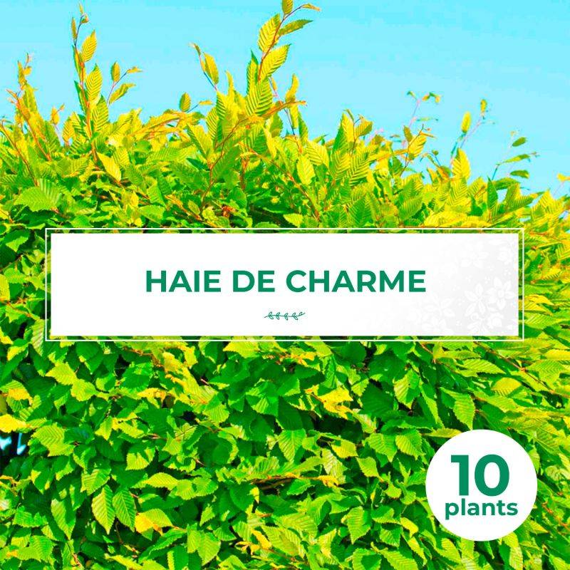 10 Charmes Commun (Carpinus Betulus) - Haie de Charme -  - Pépinières Naudet
