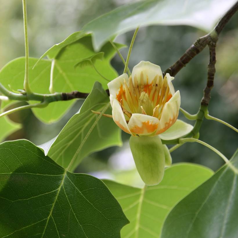 Liriodendron tulipifera - Tulipier de Virginie Pot de 4L/5L - Image 1