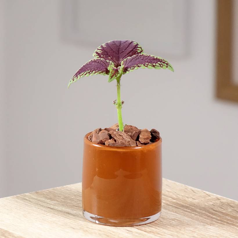 Promesse de Fleurs - Coleus MS Abbey Road Mini-plante