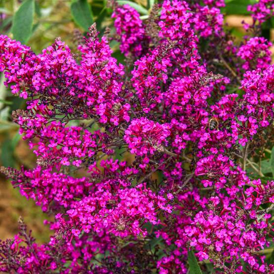 Buddleja davidii Octopus Magenta - Arbre aux papillons Pot de 3L/4L