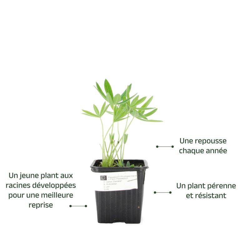 3 Lupins 'Manhattan Lights' (Lupinus 'Manhattan Lights') - Lot de 3 vivaces - Pépinières Naudet - Imagen 3