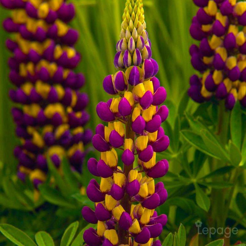 3 Lupins 'Manhattan Lights' (Lupinus 'Manhattan Lights') - Lot de 3 vivaces - Pépinières Naudet - Imagen 1