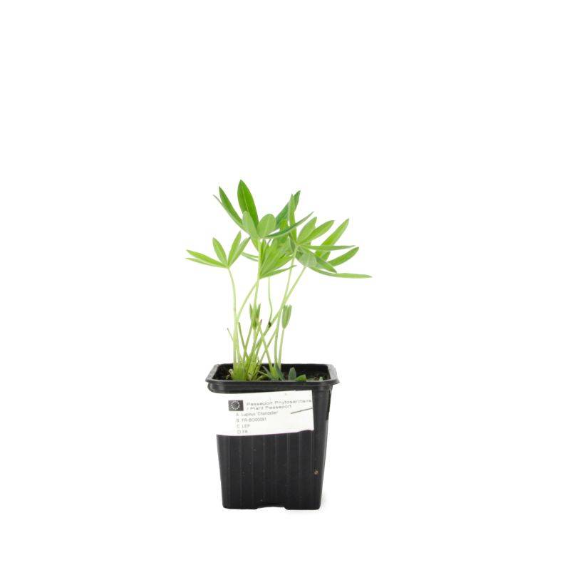 3 Lupins 'Manhattan Lights' (Lupinus 'Manhattan Lights') - Lot de 3 vivaces - Pépinières Naudet - Imagen 2