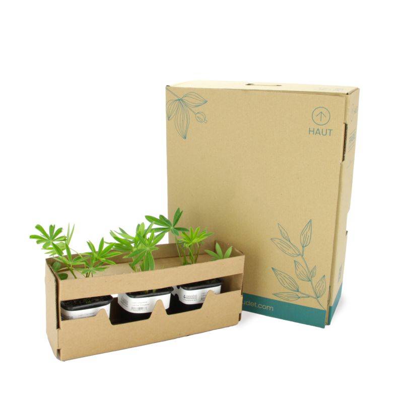 3 Lupins 'Manhattan Lights' (Lupinus 'Manhattan Lights') - Lot de 3 vivaces - Pépinières Naudet - Imagen 5