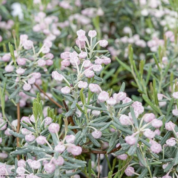 Promesse de Fleurs - Andromède à feuilles de Polium - Andromeda polifolia Blue Ice Pot de 2L/3L