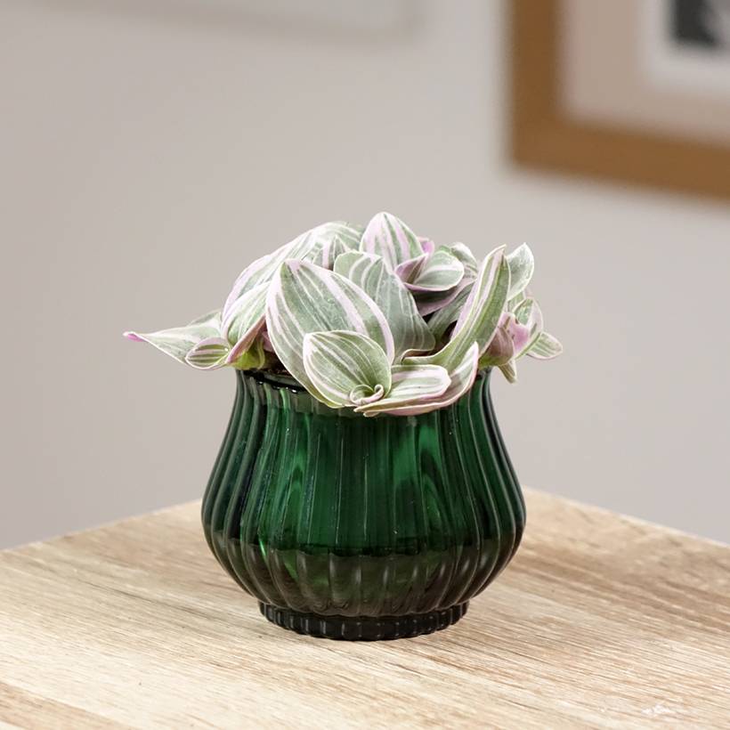 Tradescantia cerinthoides Sweetness Mini-plante