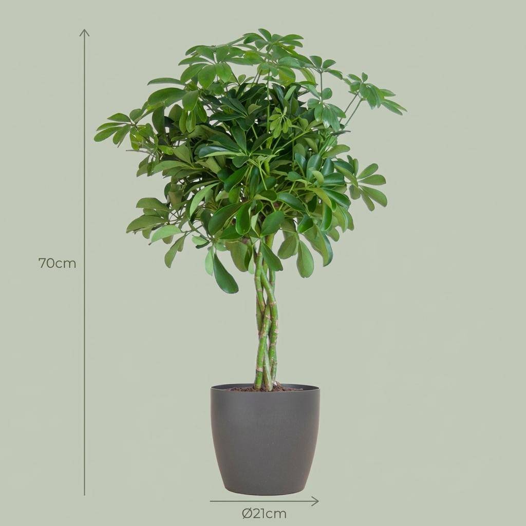 Schefflera Arab Nora - Pot de 21cm - Hauteur 70cm - Blanc - Plantes d'intérieur - Image 10