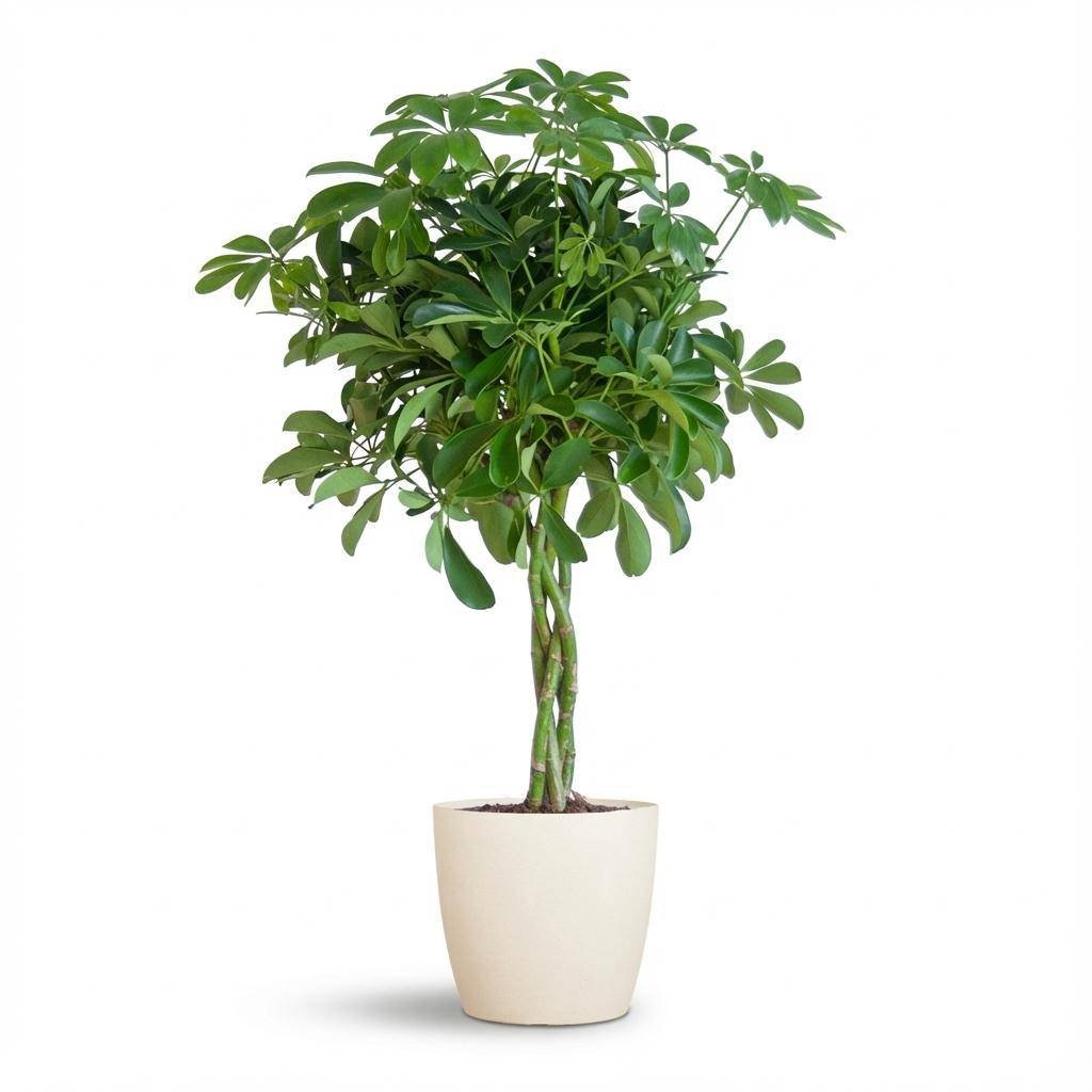 Schefflera Arab Nora - Pot de 21cm - Hauteur 70cm - Blanc - Plantes d'intérieur