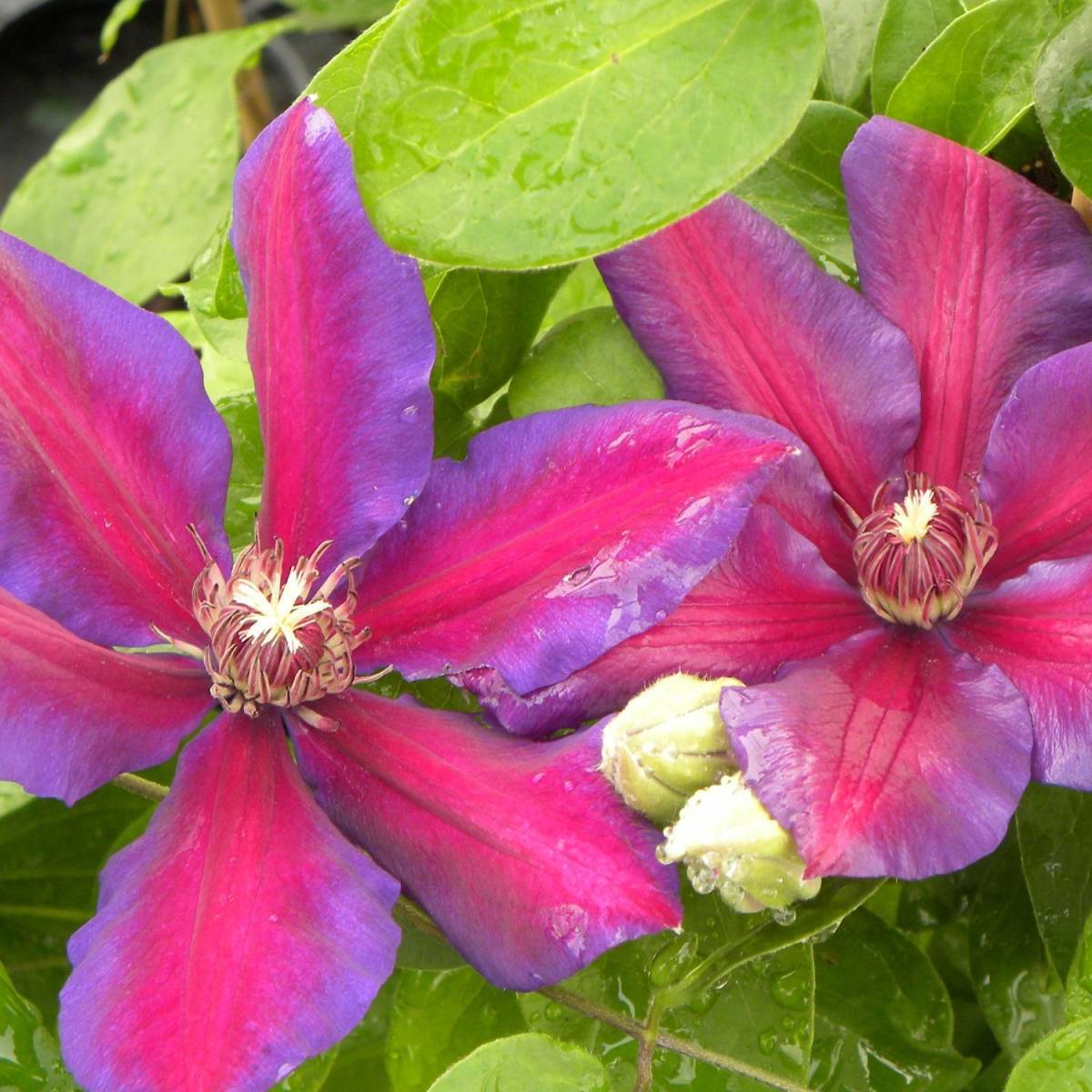 Clématite Mrs N. Thompson à fleurs Rose - feuillage Caduc - Pot de 3L - Echelle bambou 60/120 cm-  hauteur à maturité De 2,50 m à 3,00 m - Imagen 6