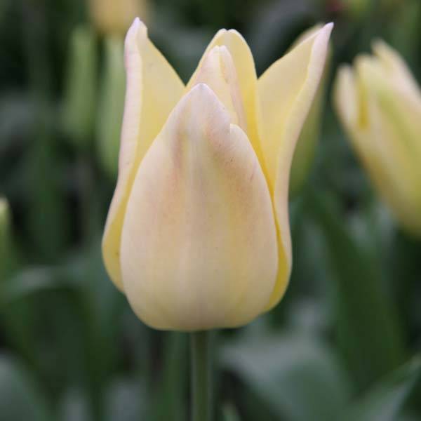 Promesse de Fleurs - Tulipe Fleur de Lis Elegant Lady Bulbe calibre 11+ (par 10)