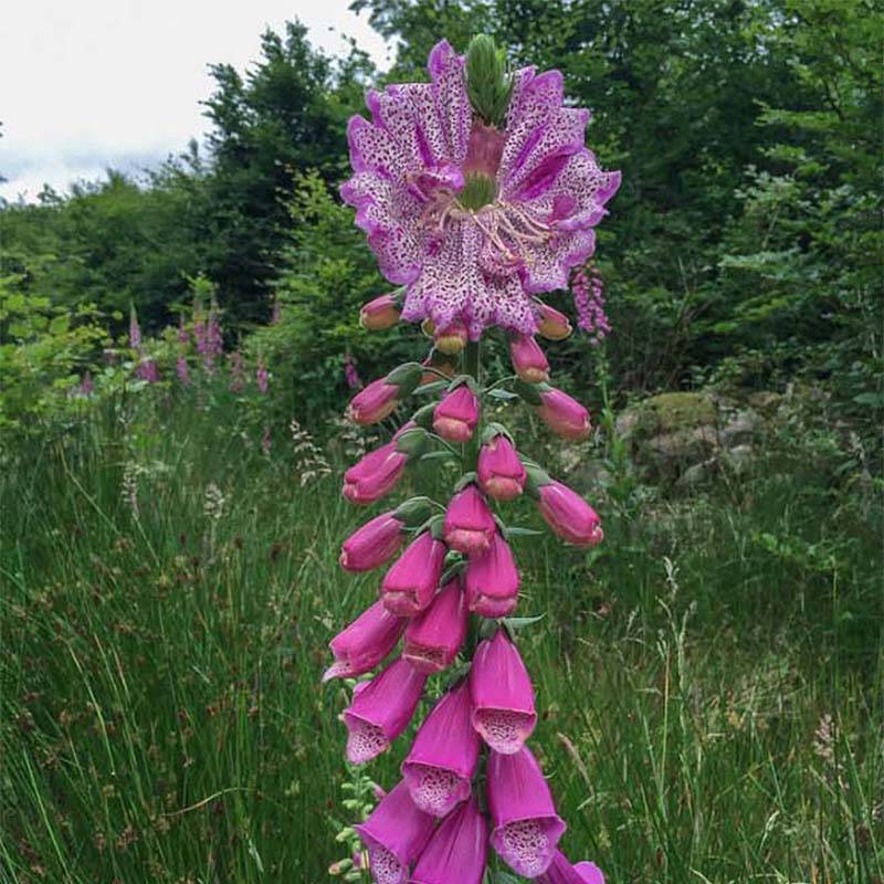 Promesse de Fleurs - Digitale - Digitalis purpurea Monstrosa  Godet de 8/9 cm