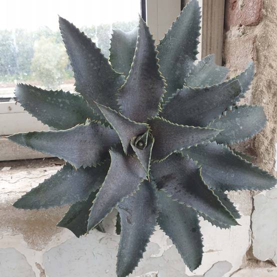 Promesse de Fleurs - Mangave Mangavé Silver Fox Pot de 3L/4L