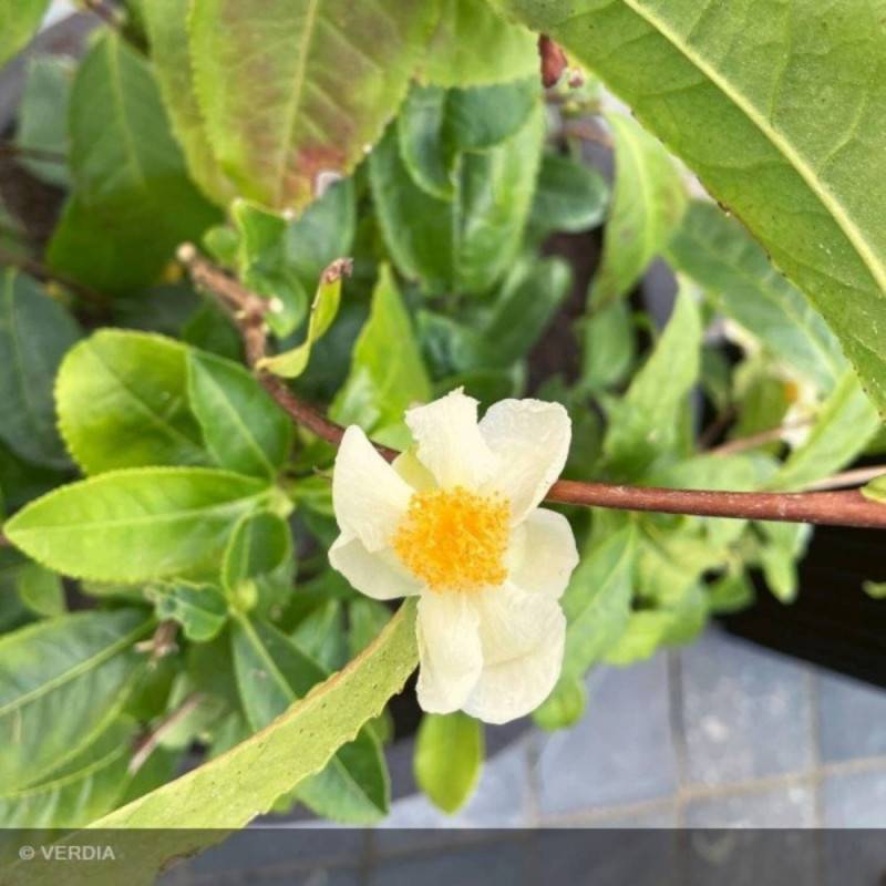 Camélia de Chine - Théier- Théojardin à fleurs Blanche/ - feuillage Persistant - Pot de 3L - 20/40 cm - Imagen 6