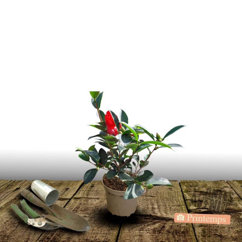 Camélia de Chine - Théier- Théojardin à fleurs Blanche/ - feuillage Persistant - Pot de 3L - 20/40 cm - Imagen 5