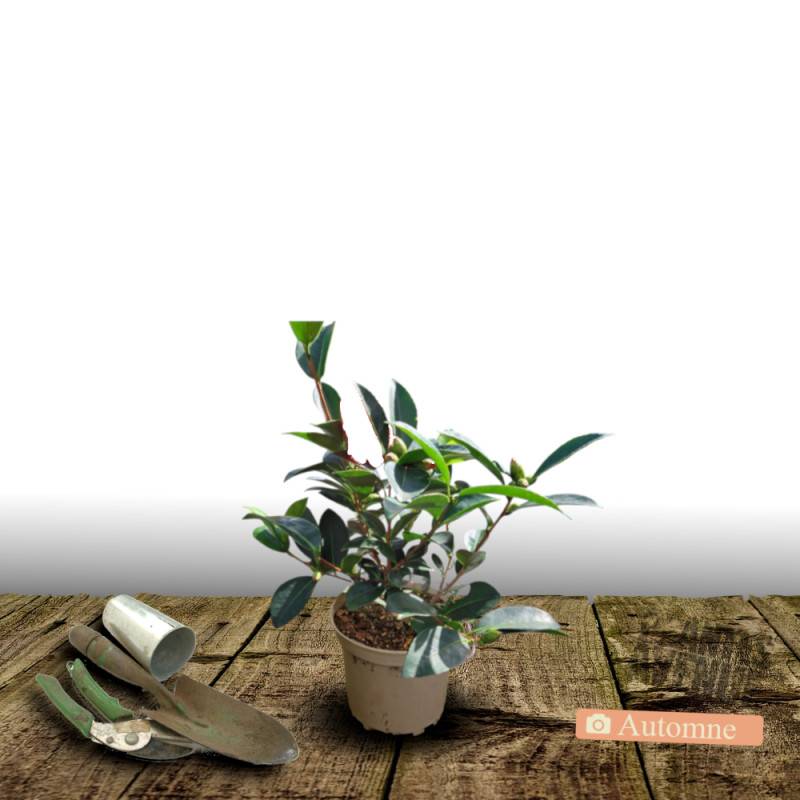 Camélia de Chine - Théier- Théojardin à fleurs Blanche/ - feuillage Persistant - Pot de 3L - 20/40 cm - Imagen 2