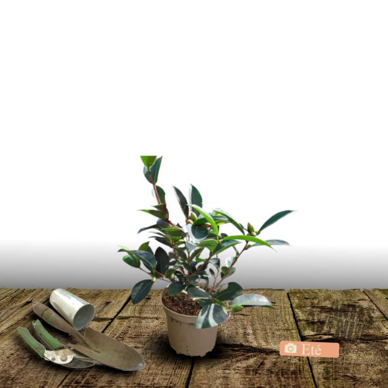Camélia de Chine - Théier- Théojardin à fleurs Blanche/ - feuillage Persistant - Pot de 3L - 20/40 cm - Imagen 3