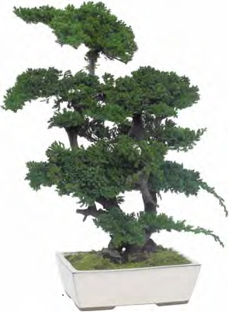 Bonsaî Stabilisé naturel d'Intérieur Procumbens - 70 cm
