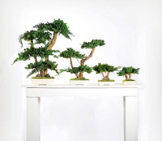 Bonsaî Stabilisé naturel d'Intérieur Procumbens - 70 cm - Image 2