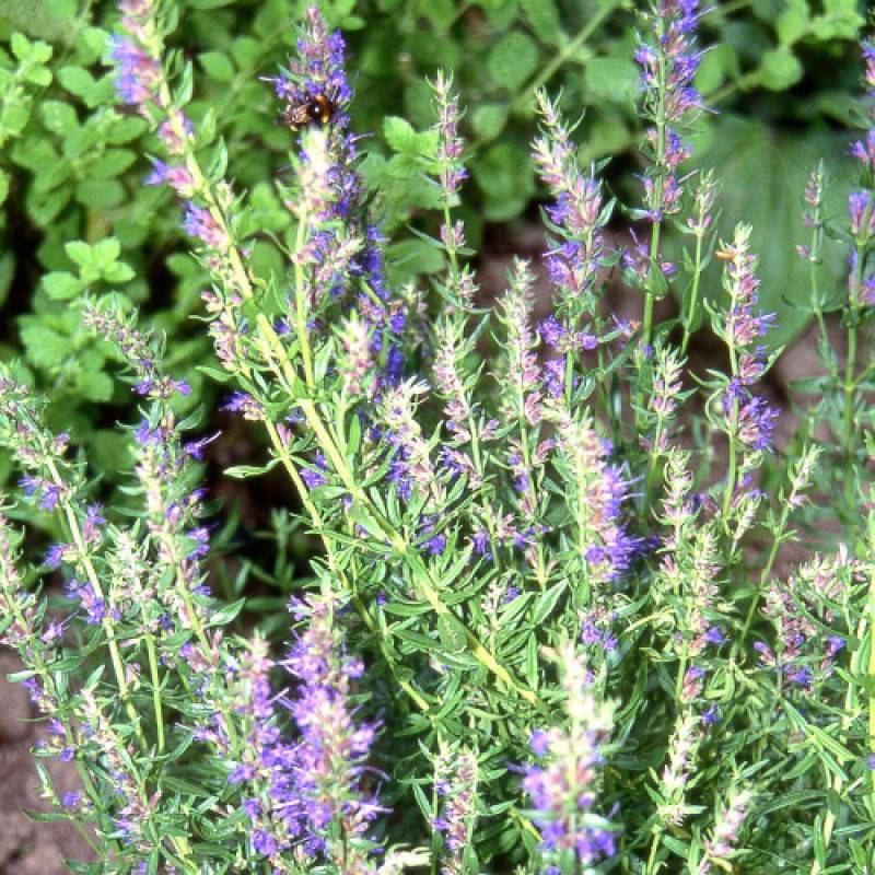 Hysope officinale à fleurs Bleue - feuillage Caduc - Godet - 5/20 cm-  hauteur à maturité De 0,50 m à 1,00 m - Imagen 1