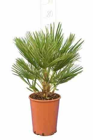 0 - Chamaerops humilis (palmier doum) Pot de 280L 200/250cm - Image 3