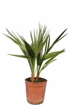 0 - Chamaerops humilis (palmier doum)  Pot de 280L 200/250cm - Image 2
