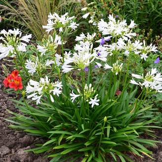 Agapanthe Pitchoune White Pot de 2L/3L