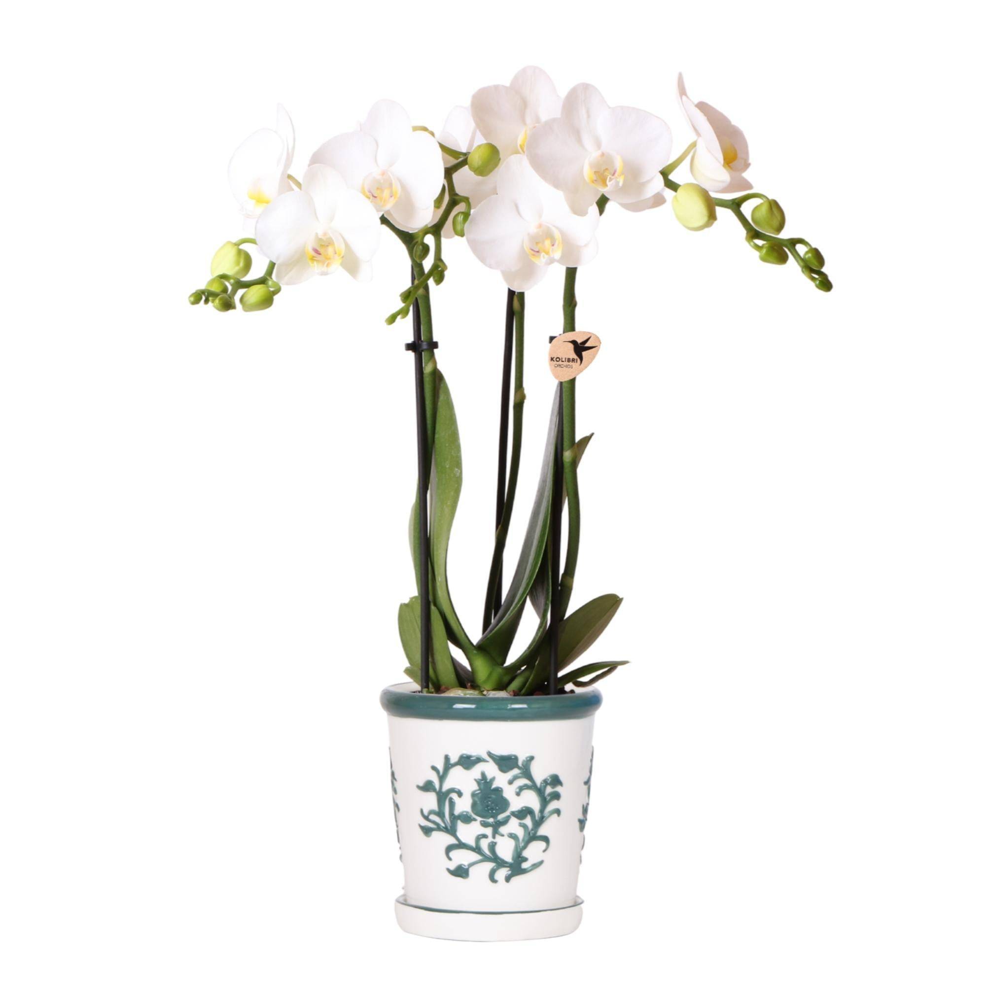 La Green Touch - Orchidée Amabilis Blanche et son pot- La Green Touch Malaga Vert - Hauteur 35cm - Imagen 1