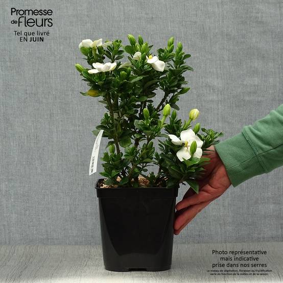 Promesse de Fleurs - Gardenia jasminoides Kleim's Hardy Pot de 2L/3L - Image 2