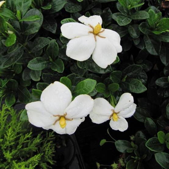 Promesse de Fleurs - Gardenia jasminoides Kleim's Hardy Pot de 2L/3L - Image 1