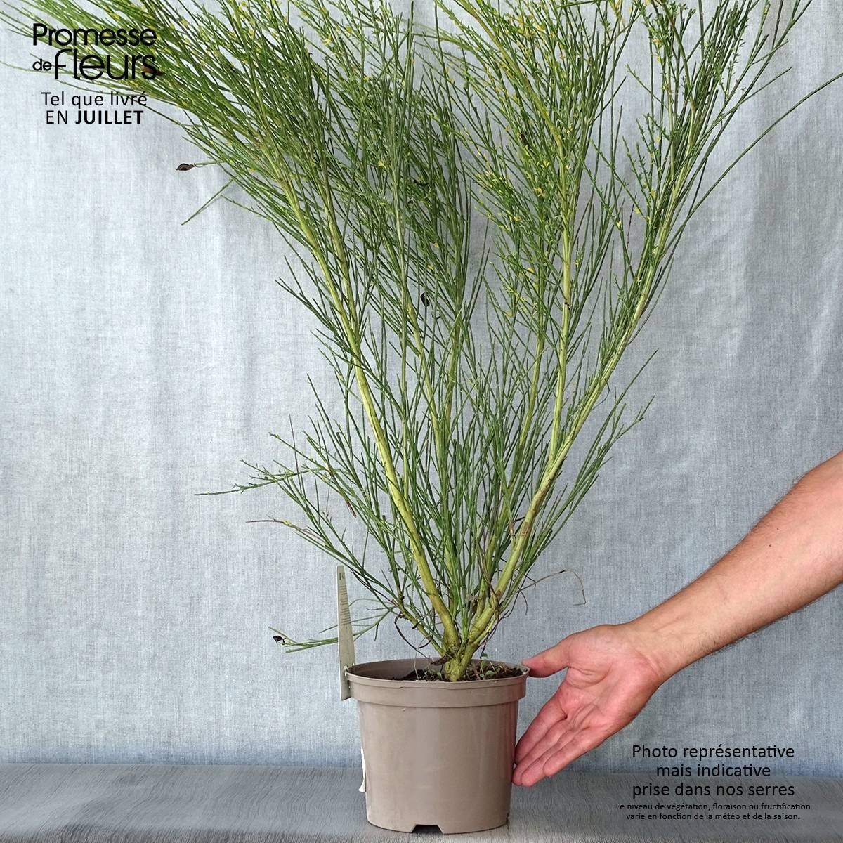 Genêt - Cytisus Golden Sunlight Pot de 2L/3L - Image 2
