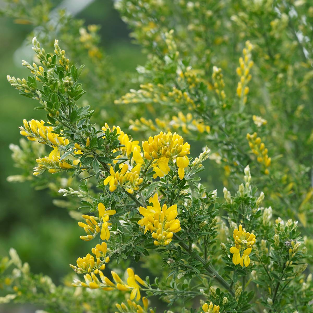 Genêt - Cytisus Golden Sunlight Pot de 2L/3L - Image 1