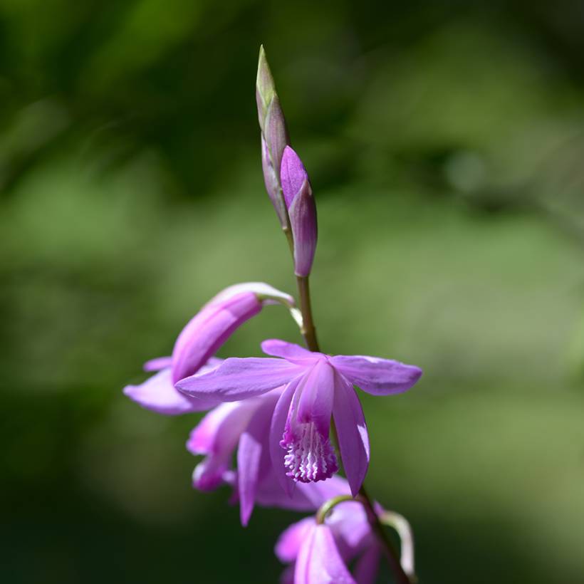 Bletilla striata - Orchidée jacinthe Godet de 8/9 cm