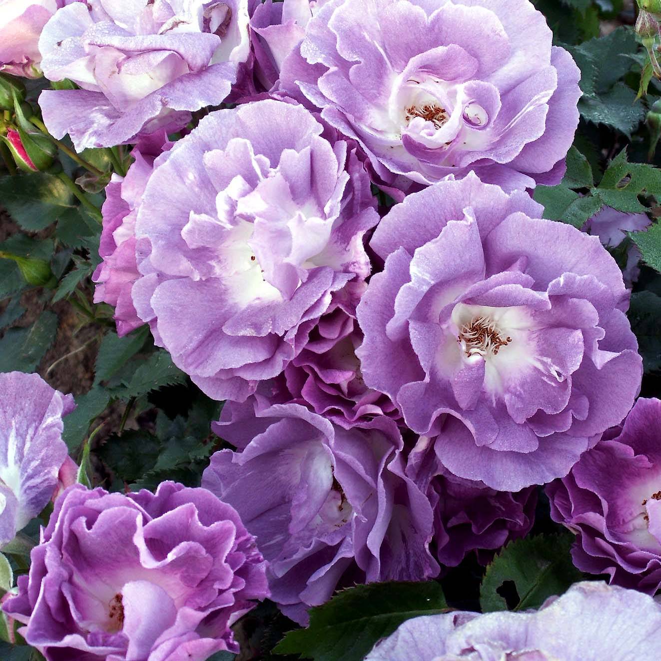 Rosier à fleurs groupées Pacific Dream Racines nues en motte