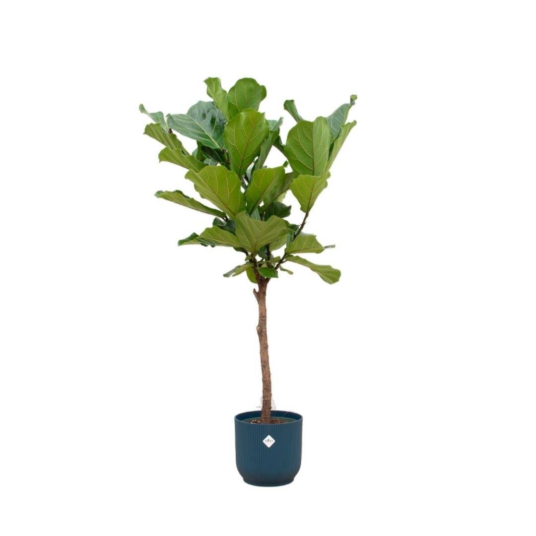 Ficus Lyrata et son pot- La Green Touch Bleu - Hauteur 160cm