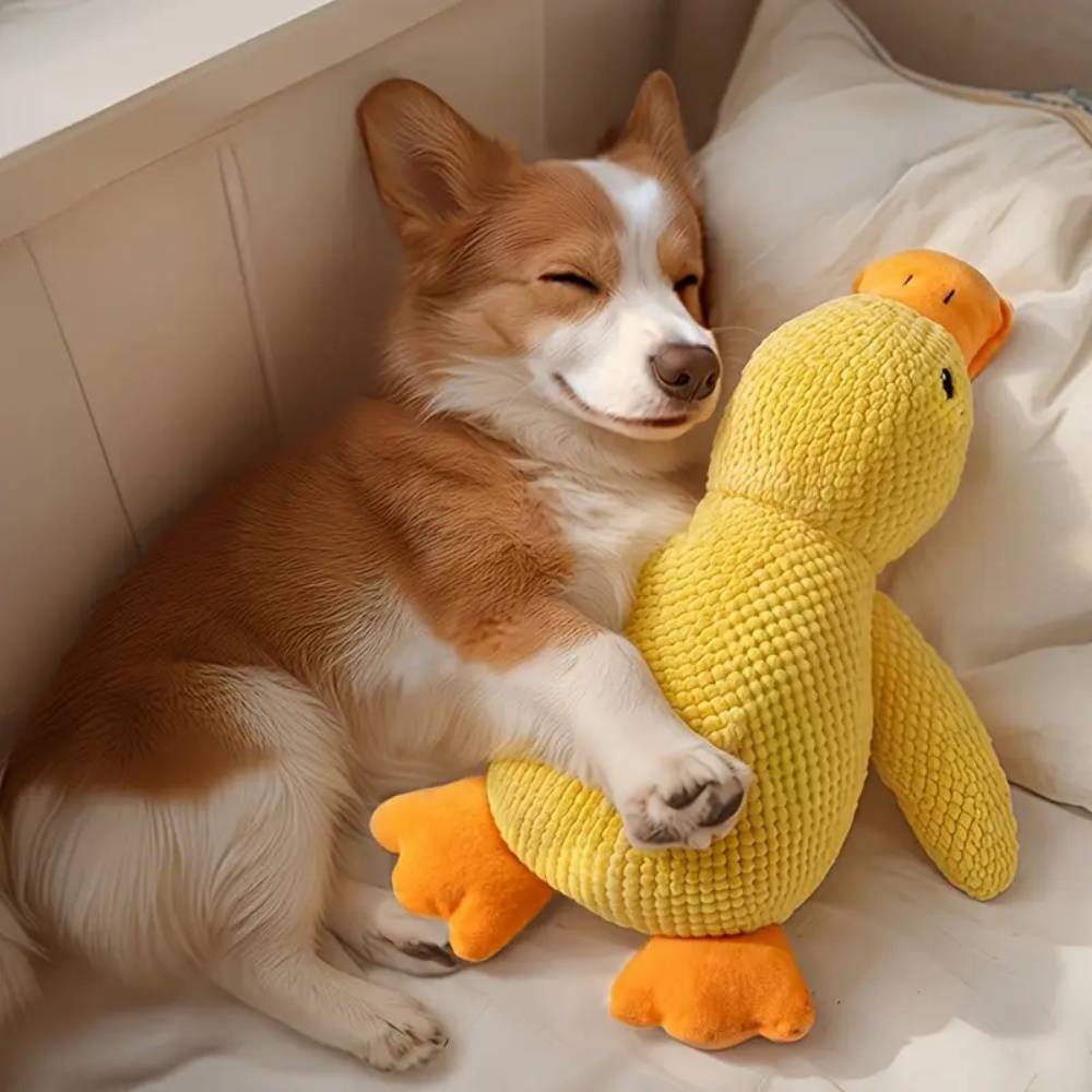 IntiMeg - Jouet pour chien Canard jaune endormi IntiMeg