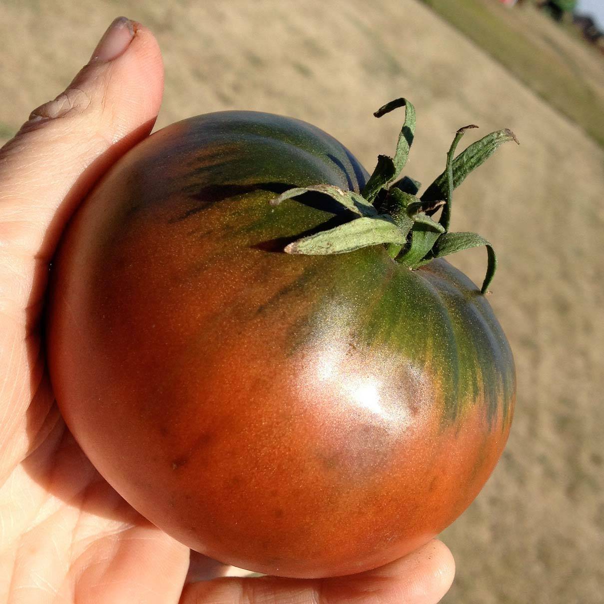 Tomate Cherokee Purple en plants Mini-motte Ø 3/4 cm, Livré en hauteur de 5 à 10 cm (par 5)